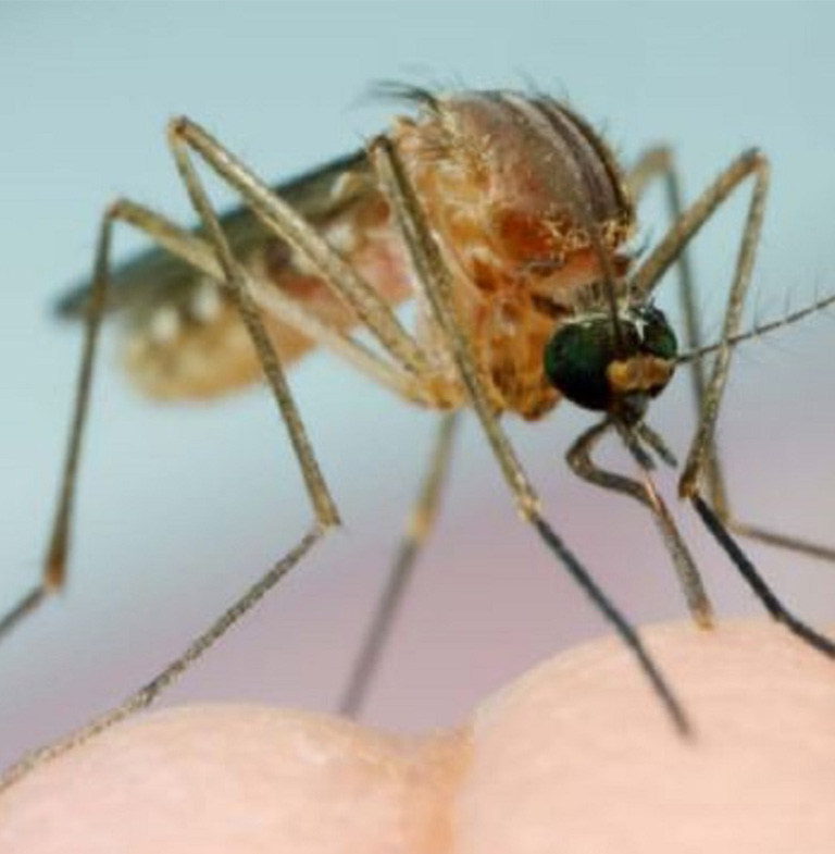 Pest control City of Rockingham